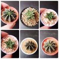 ราคา แคคตัส 69 บาท ส่งทั้งกระถาง มีเก็บเงินปลายทาง (2388634301)