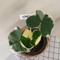 ราคา ต้นถุงเงินถุงทอง ถุงเงินถุงทอง ทักมาขอดูรูปเพิ่มเติมได้ค่ะ (9567611430)