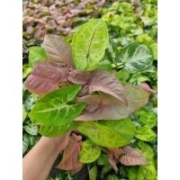 ราคา ต้นสามกษัตริย์​ออมทอง เงินไหลมา ออมชมพู กระถาง 4 นิ้ว (4897575357)