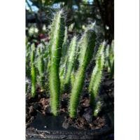 ราคา ต้นกล้าแก้วมังกรกิ่งพันธุ์แก้วมังกร (698651148)