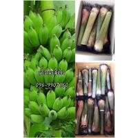 ราคา หน่อกล้วย น้ำว้ามะลิอ่อง ชุด 20 หน่อ แถมฟรีคู่มือการปลูก (16831000377)