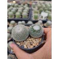 ราคา แมมนกฮูก Mammillaria microthele  (14151809838)