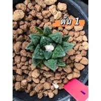 ราคา Ariocarpus fissuratus var. hintonii ไม้เพาะเมล็ด ใบละเอียด ฟอร์มสวย อริโอคาปัส ฮินโตนิอาย (22500548215)