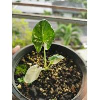 ราคา บอนกระดาดด่างขาว (คัดพิเศษ) (8982344314)