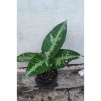 ราคา กวักพระพรหมด่าง อินโดด่าง กวักพระหฝพรหมอินเฝโด (21042181596)