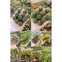 ราคา แคคตัส หน่อกระบองเพชร cactus กระบองเพชร (7211498448)