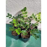 ราคา เซ็ตสุดคุ้ม ต้นกล้าแก้วเจ้าจอม6ใบ **5ต้นเพียง55บาทเท่านั้น** (23249379882)