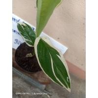 ราคา สาคูด่าง3ต้นสุดท้ายแล้ว (10659512510)