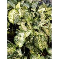 ราคา ต้นอัญมณีเงิน ต้นไม้มงคล ต้นไม้ประดับ ต้นไม้มงคลฟอกอากาศ พร้อมกระถาง 6 นิ้ว (21359412278)