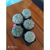 ราคา แอสโตรซุปเปอร์คาร์บูโตะ /ไซต์ใหญ่ๆ/แอสโตรไฟตั้ม/astrophytum/แคคตัส (8501349516)