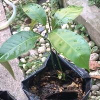 ราคา มะม่วงน้ำดอกไม้ เพาะเมล็ด ผลสุกหวานชื่นใจ (4434160975)