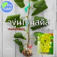 ราคา องุ่นไซมัสคัส ไร้เมล็ด (กิ่งตอนตอป่าติดตา) พันธุ์แท้100% (13165230334)