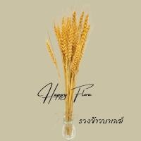 ราคา ซื้อ1แถม1 รวงข้าวบาเลย์ 30ก้าน รวงข้าวแห้งธรรมชาติ ดอกหญ้าแห้ง ดอกไม้แห้ง พร็อพถ่ายรูป สำหรับตกแต่งบ้าน ร้านอาหาร คาเฟ่ (18521135575)