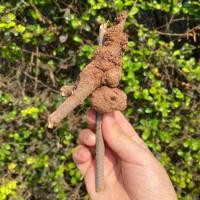 ราคา กาฝากไม้พยุง ไม้มงคลสำหรับบูชา สรรพคุณ ส่งเสริมความมงคลเจริญรุ่งเรือง สำเร็จสมปรารถนา เมตตามหาเสน่ห์ มีพุทธคุณในตัว (22433764347)