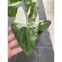 ราคา บอนกระดาดด่าง บอนกระดาษด่าง บอนกระดาดด่างขาว (6851501125)