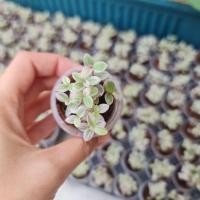 ราคา ริบบิ้นชาลีด่างชมพู​สุดน่ารัก (11609562186)