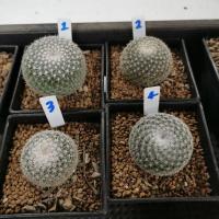 ราคา แมมนกฮูก mammillaria​ microthele (4676853764)
