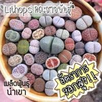 ราคา สินค้าขายดีชุดพร้อมปลูก"ไลทอป"(Lithops) คละสายพันธุ์ (1358446717)