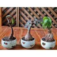 ราคา เซตไม้มงคลมะยม+นางพิม+เขียวมงคล ขายพร้อมกระถาง (7135015977)