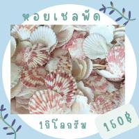 ราคา เปลือกหอยเชลพัด 1 กิโล (22578085887)