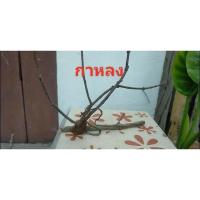 ราคา กาฝากกาหลงแท้100% รับประกัน (21313137941)