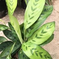 ราคา คล้ากาเหว่าเขียว(ซื้อ 2 แถม1) คล้ากาเหว่าใบด่างลาย ไม้มงคลฟอกอากาศ เสริมสิริมงคลให้แก่ผู้ปลูก (8082001264)