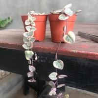 ราคา สายป่านดวงใจ พันธุ์ใบด่าง (4633961683)