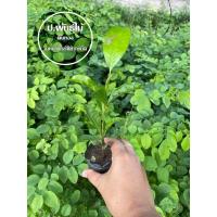 ราคา ต้นพิกุลทอง ต้นพิกุล ดอกหอม สูง 20 เซน เสียหายเคลมฟรี (9586761099)