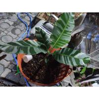 ราคา กล้วยด่างเฟอร์ลิด้าด่างลายพราง (13312813940)