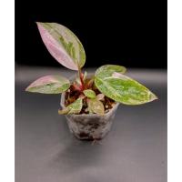 ราคา พิงค์ปริ๊นเซส มาเบิ้ล(Philodendron Pinkprincess marble) (11073893473)