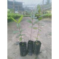 ราคา ต้นฝรั่งแดงไซส์เล็กขายเป็นชุด 3 ถุง 100 บาท (16424666515)