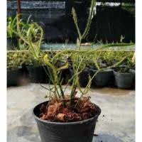 ราคา ต้นหยาดน้ำค้าง Drosera binata พืชกินแมลง #ไม้หายาก (7359793265)
