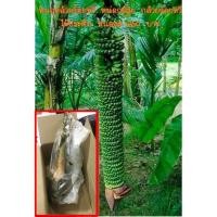 ราคา หน่อกล้วยร้อยหวี หน่อกล้วย กล้วยร้อยหวี ไม้ประดับ หน่อละ 250 บาท (4457589960)