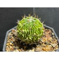 ราคา แคคตัส คลื่นสมอง ( Echinofossulocactus Multicostatus ) (17296147489)