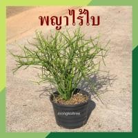 ราคา *10​ กิ่ง ​แถม​ 3* พญาไร้ใบ ต้นพญาไร้ใบ กิ่งละ 3 บาท (สั่งขั้นต่ำ 10 กิ่ง) ต้นไม้ฟอกอากาศ ต้นไม้มงคล ต้นเขากวาง (11381772027)
