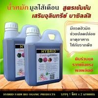 ราคา น้ำหมักมูลไส้เดือน ผสมจุลินทรีย์บาซิลลัส 2 ลิตร (8709124149)