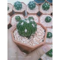 ราคา Echinofossulo Cactus หรือ แคคตัสคลื่นสมอง (10547080021)