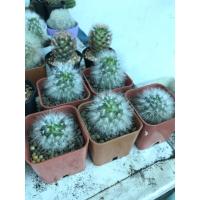 ราคา แมมขนแกะชำหน่อ ต้นละ100บาท (8644970004)