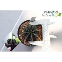 ราคา [แคคตัส] ยิมโน LB ลูกผสม ขนาด 4-5 cm /ขอดูรูปภาพเพิ่มเติมได้, Gymnocalycium LB2178 hybrid (จัดส่งเคาะดินเปลือยราก) (10402221417)