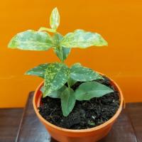 ราคา บอนไซ เชอรี่ด่าง แคระ พร้อมกระถางพลาสติก (3233028989)