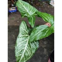 ราคา เงินไหลมา ต้นไม้มงคลเงินไหลมา ต้นไม้มงคลเสริมดวง ต้นไม้มงคลจิ๋ว ต้นไม้แต่งโต๊ะทำงาน ต้นไม้แต่งบ้าน (10723543167)