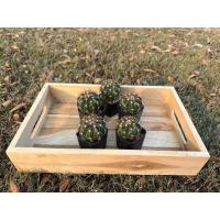 ราคา เมโลหนามตะกร้อ(Melocactus curvispinus) (14748765900)