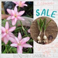 ราคา บัวดิน Z.Leelawadee *แพ็ค2หัว* บัวดินดอกซ้อน ลีลาวดี บัวดินสีชมพู บัวดินสองสี (10625791843)