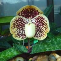 ราคา รองเท้านารีเหลืองตรัง Paphiopedelium Godefroyea ไม้ดอกสวย กล้วยไม้ฟาร์ม ไม้สะสม (6541588688)