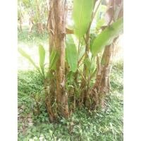 ราคา หน่อต้นกล้วยเล็บมือนาง (12359954569)