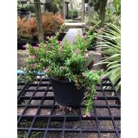 ราคา ต้นหลิวม่วงแคระ และต้นหลิวไต้หวันในกระถาง 6 นิ้ว (10716324968)