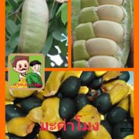 ราคา เมล็ดพันธุ์ต้นมะค่าโมง เมล็ดต้นไม้เศรษฐกิจ เมล็ดพันธุ์ต้นไม้ยืนต้น ชุดล่ะ 50 เมล็ด (21163588270)