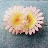 ราคา ต่างหูหนีบดอกไม้แนวทองกวาวย้อนยุค (1927877174)