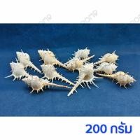 ราคา เปลือกหอยสังข์หนามเล็ก สังข์ทะเล ธรรมชาติ ไม่ย้อมสี งาน DIY งานประดิษฐ์ งานฝีมือ ตกแต่ง เครื่องประดับตู้ปลา บ่อปลา (4378817016)