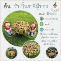 ราคา [กระถาง 8 นิ้ว แน่นๆ] ริบบิ้นชาลีสีทอง เกล็ดปลาหมอทอง ริบบิ้น ไม้ประดับ ต้นไม้ น่ารัก มินิมอล จัดสวน แต่งบ้าน (10124783685)